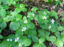 Dwarf Dogwood